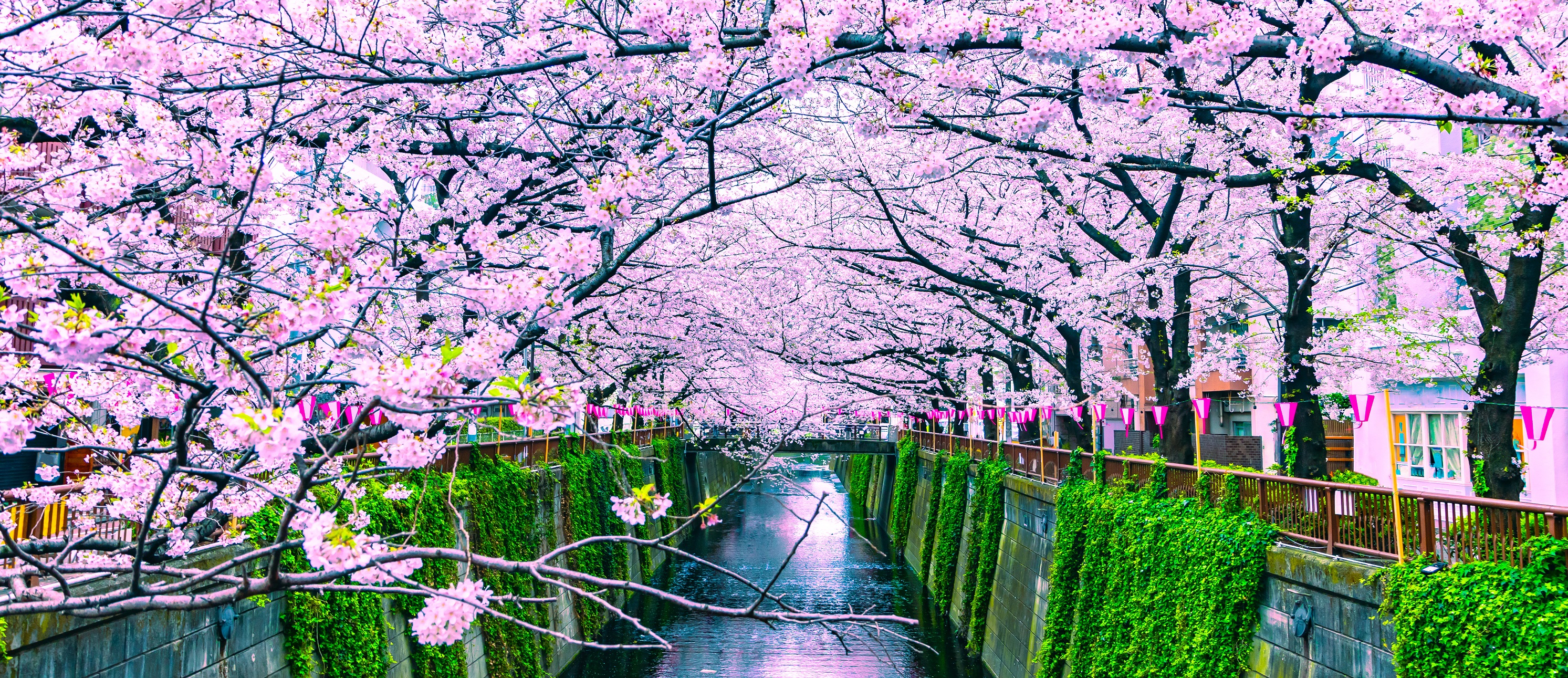Visiting Japan To View The Sakura In 2020 Japan Rail Pass